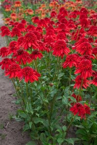 Echinacea 'Eccentric' geen maat specificatie 0,55L/P9cm - afbeelding 4