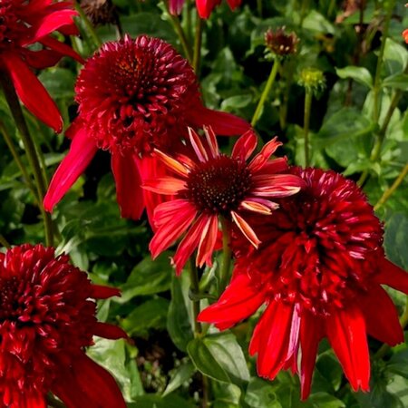 Echinacea 'Eccentric' geen maat specificatie 0,55L/P9cm - image 3