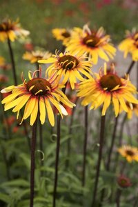 Echinacea 'Funky Yellow' geen maat specificatie 0,55L/P9cm