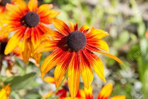 Echinacea 'Funky Yellow' geen maat specificatie 0,55L/P9cm