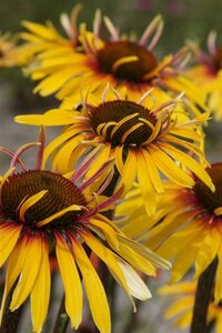 Echinacea 'Funky Yellow' geen maat specificatie 0,55L/P9cm - afbeelding 3