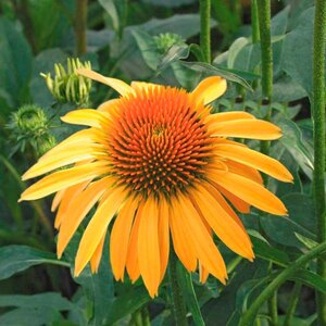 Echinacea 'Harvest Moon' geen maat specificatie 0,55L/P9cm - afbeelding 2