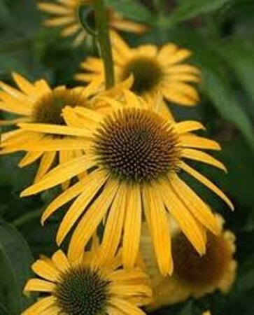 Echinacea 'Harvest Moon' geen maat specificatie 0,55L/P9cm - afbeelding 4