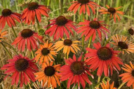 Echinacea 'Hot Summer' geen maat specificatie 0,55L/P9cm - afbeelding 1