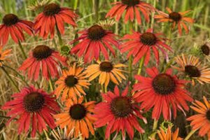 Echinacea 'Hot Summer' geen maat specificatie 0,55L/P9cm