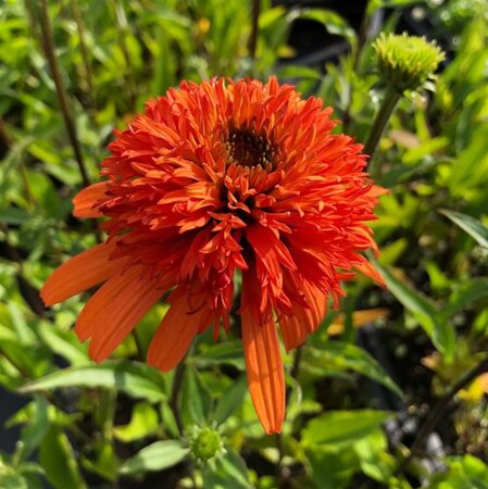 Echinacea 'Irresistible' geen maat specificatie 0,55L/P9cm - afbeelding 1