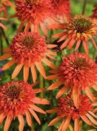 Echinacea 'Irresistible' geen maat specificatie 0,55L/P9cm - afbeelding 2