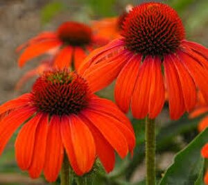 Echinacea 'Julia' geen maat specificatie 0,55L/P9cm