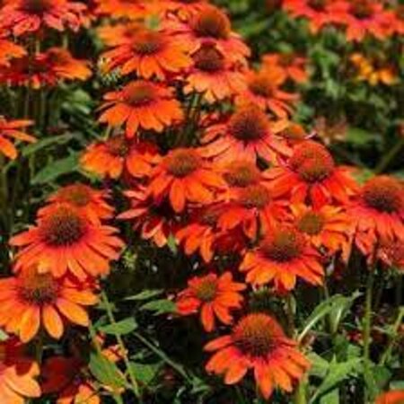 Echinacea Lakota Orange geen maat specificatie 0,55L/P9cm - afbeelding 2