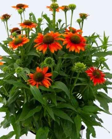 Echinacea Lakota Orange geen maat specificatie 0,55L/P9cm - afbeelding 3
