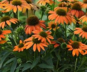 Echinacea Lakota Orange geen maat specificatie 0,55L/P9cm - afbeelding 4