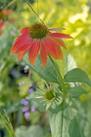 Echinacea Lakota Red geen maat specificatie 0,55L/P9cm - afbeelding 1