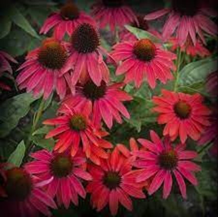 Echinacea Lakota Red geen maat specificatie 0,55L/P9cm - afbeelding 2