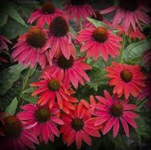 Echinacea Lakota Red geen maat specificatie 0,55L/P9cm - afbeelding 2