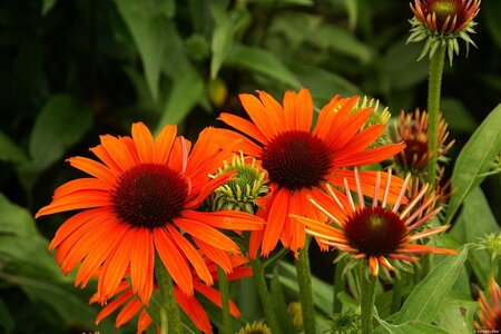 Echinacea Orange Skipper geen maat specificatie 0,55L/P9cm - afbeelding 1