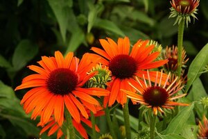 Echinacea Orange Skipper geen maat specificatie 0,55L/P9cm - afbeelding 1
