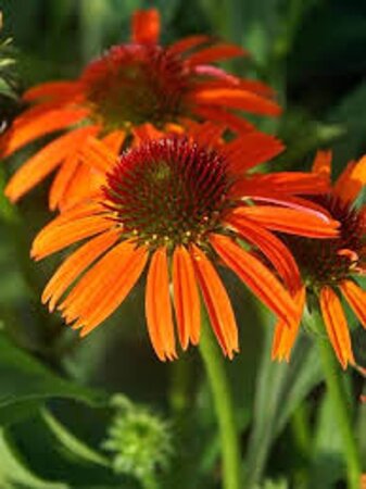 Echinacea Orange Skipper geen maat specificatie 0,55L/P9cm - afbeelding 2