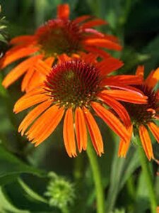Echinacea Orange Skipper geen maat specificatie 0,55L/P9cm - afbeelding 2