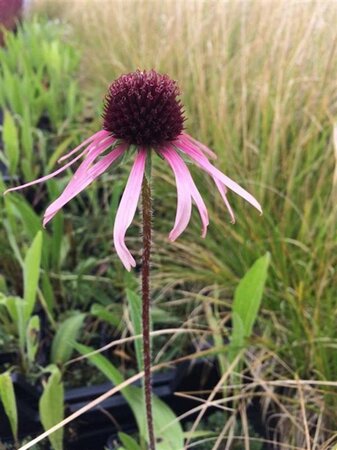 Echinacea pallida geen maat specificatie 0,55L/P9cm - afbeelding 1