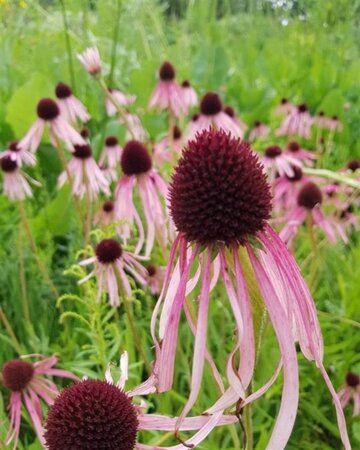 Echinacea pallida geen maat specificatie 0,55L/P9cm - afbeelding 5
