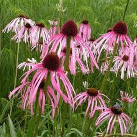 Echinacea pallida geen maat specificatie 0,55L/P9cm - afbeelding 2