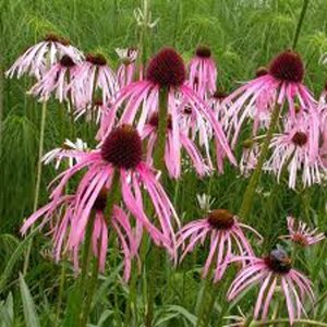 Echinacea pallida geen maat specificatie 0,55L/P9cm - afbeelding 2