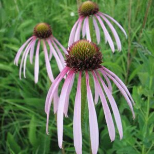Echinacea pallida geen maat specificatie 0,55L/P9cm - afbeelding 3