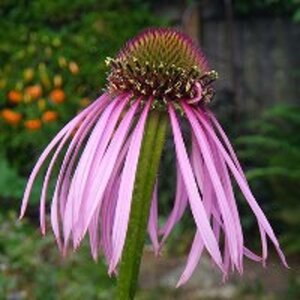 Echinacea pallida geen maat specificatie 0,55L/P9cm - afbeelding 4
