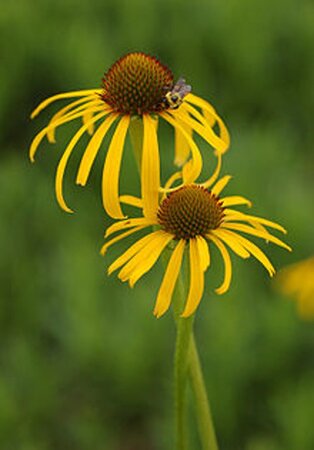 Echinacea paradoxa geen maat specificatie 0,55L/P9cm - afbeelding 1