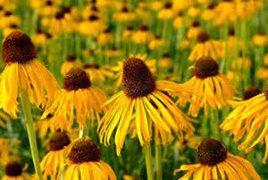 Echinacea paradoxa geen maat specificatie 0,55L/P9cm - afbeelding 2