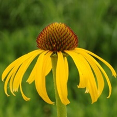 Echinacea paradoxa geen maat specificatie 0,55L/P9cm - afbeelding 3