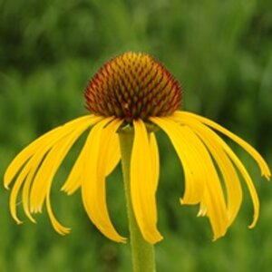 Echinacea paradoxa geen maat specificatie 0,55L/P9cm - afbeelding 3