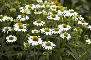 Echinacea p. 'Avalanche' geen maat specificatie 0,55L/P9cm