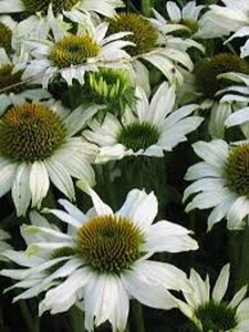 Echinacea p. 'Avalanche' geen maat specificatie 0,55L/P9cm - afbeelding 2