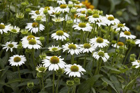 Echinacea p. 'Avalanche' geen maat specificatie 0,55L/P9cm