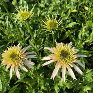 Echinacea p. Cherry Fluff geen maat specificatie 0,55L/P9cm - afbeelding 1