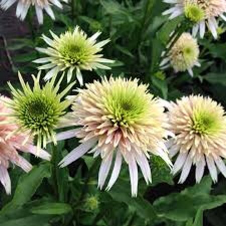 Echinacea p. Cherry Fluff geen maat specificatie 0,55L/P9cm - afbeelding 2