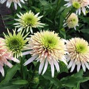 Echinacea p. Cherry Fluff geen maat specificatie 0,55L/P9cm - afbeelding 2