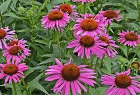 Echinacea p. 'Fatal Attraction' geen maat specificatie 0,55L/P9cm