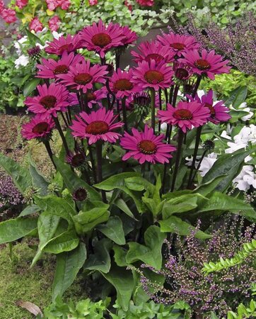 Echinacea p. 'Fatal Attraction' geen maat specificatie 0,55L/P9cm - afbeelding 3