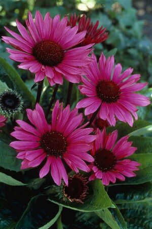 Echinacea p. 'Fatal Attraction' geen maat specificatie 0,55L/P9cm - afbeelding 4