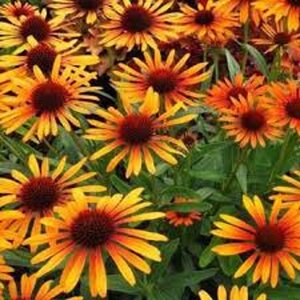 Echinacea p. 'Flame Thrower' geen maat specificatie 0,55L/P9cm