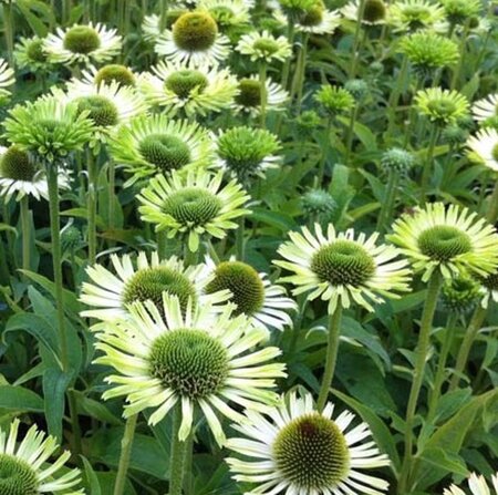 Echinacea p. 'Green Jewel' geen maat specificatie 0,55L/P9cm - afbeelding 5