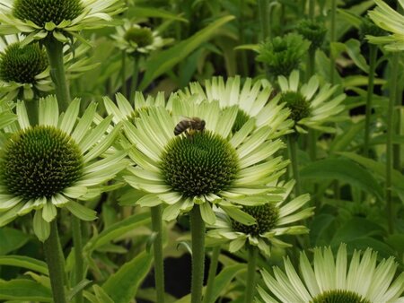 Echinacea p. 'Green Jewel' geen maat specificatie 0,55L/P9cm - afbeelding 2