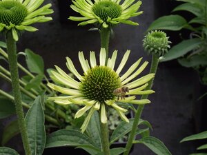 Echinacea p. 'Green Jewel' geen maat specificatie 0,55L/P9cm - afbeelding 3