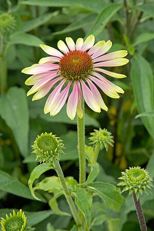 Echinacea p. 'Green Twister' geen maat specificatie 0,55L/P9cm - afbeelding 2