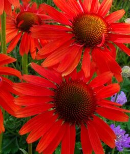 Echinacea p. 'Hot Lava' geen maat specificatie 0,55L/P9cm - afbeelding 1