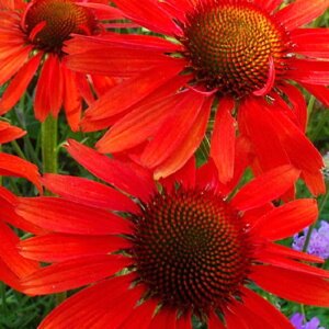 Echinacea p. 'Hot Lava' geen maat specificatie 0,55L/P9cm - afbeelding 2