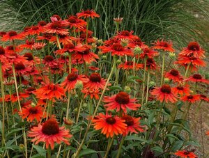 Echinacea p. 'Hot Lava' geen maat specificatie 0,55L/P9cm - afbeelding 3