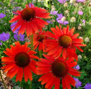 Echinacea p. 'Hot Lava' geen maat specificatie 0,55L/P9cm - afbeelding 4